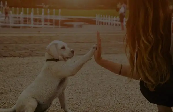 Dog Behavioral Training