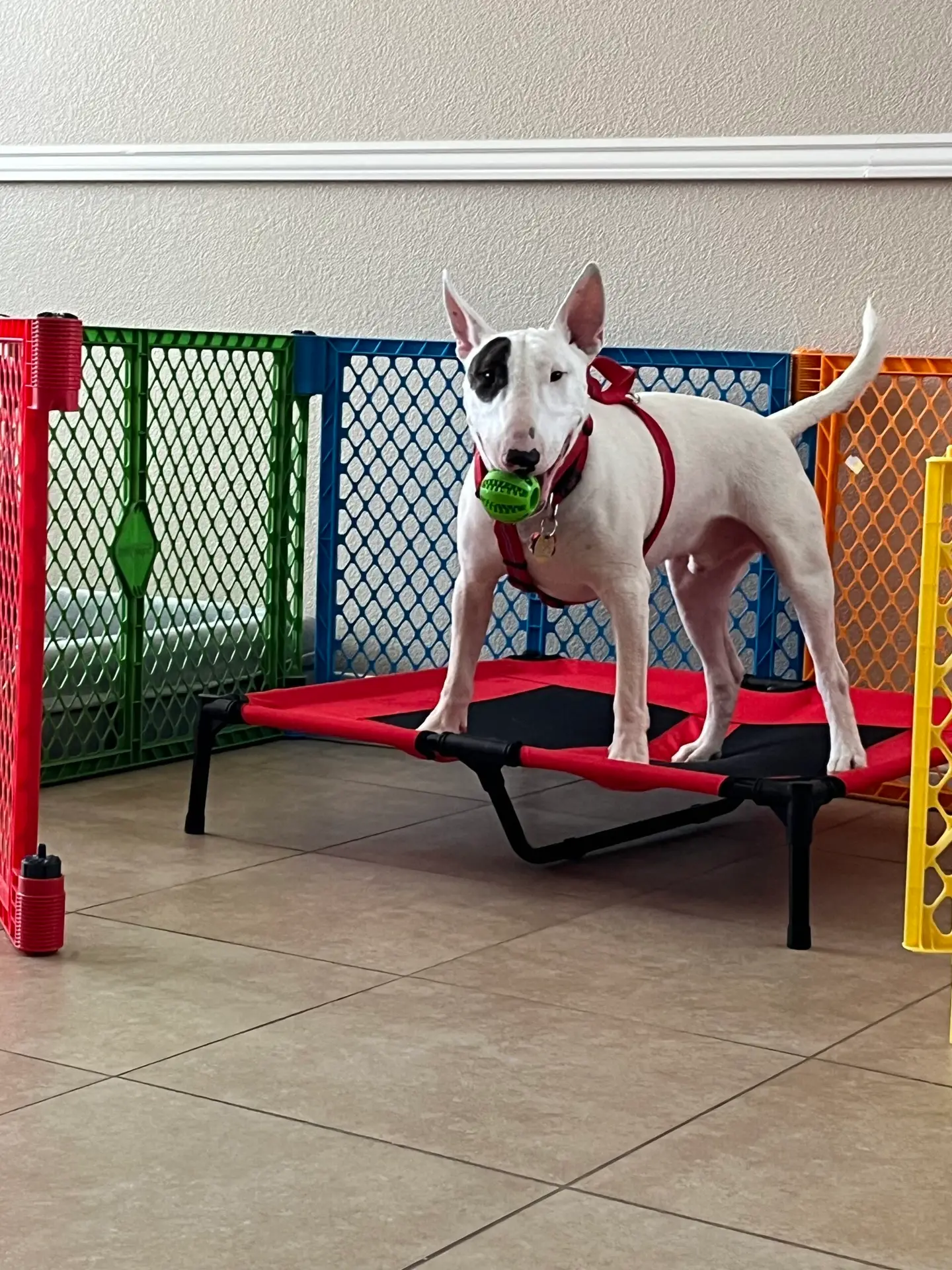 Pet Sitting