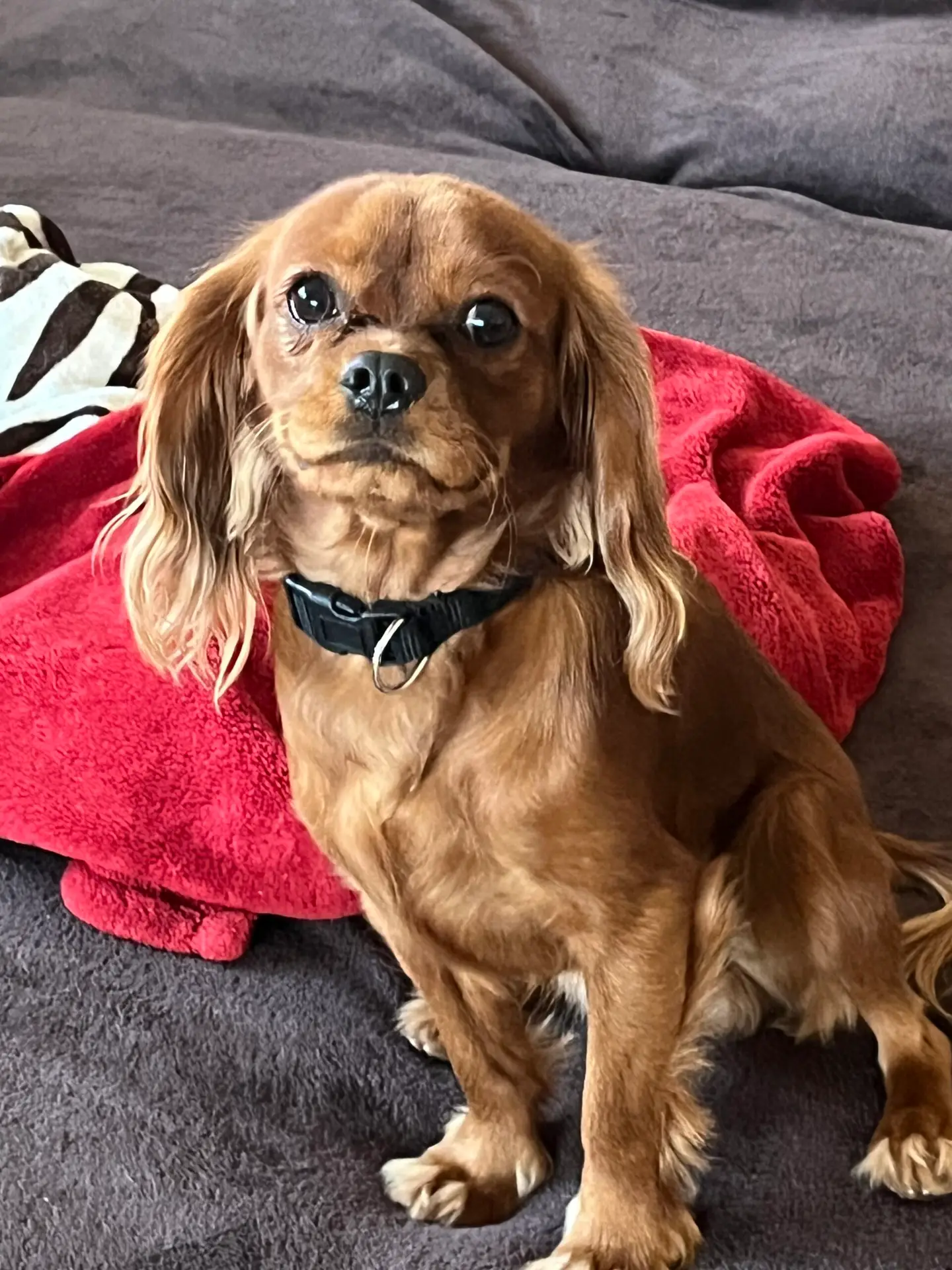 Brown dog sitting with front paws forward