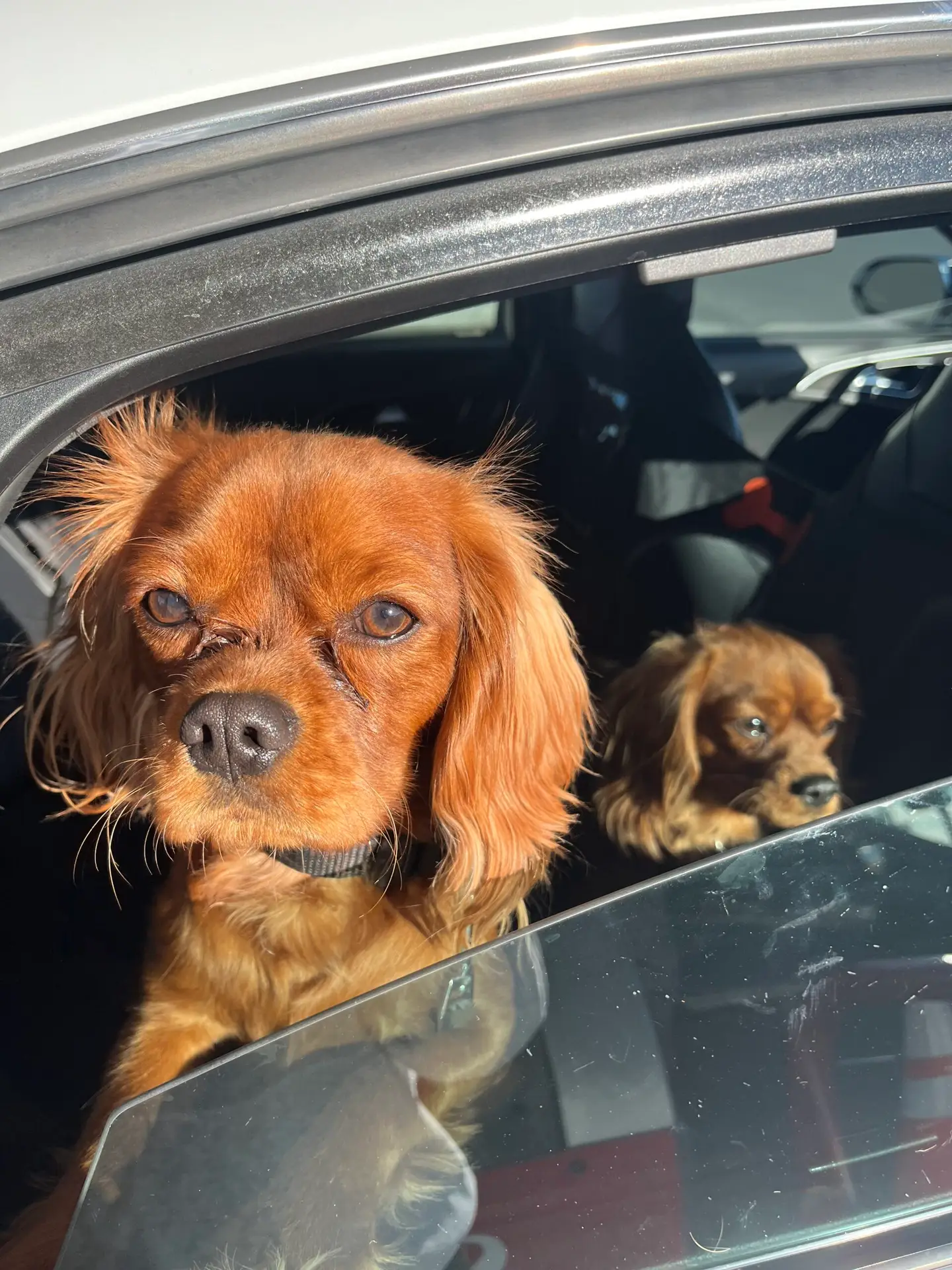 Pet Transportation