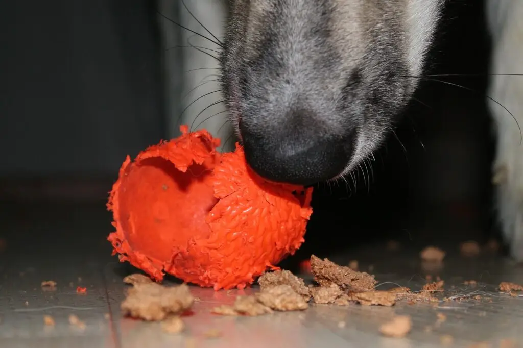 Husky Dog Destroying a Red Dog Ball Toy