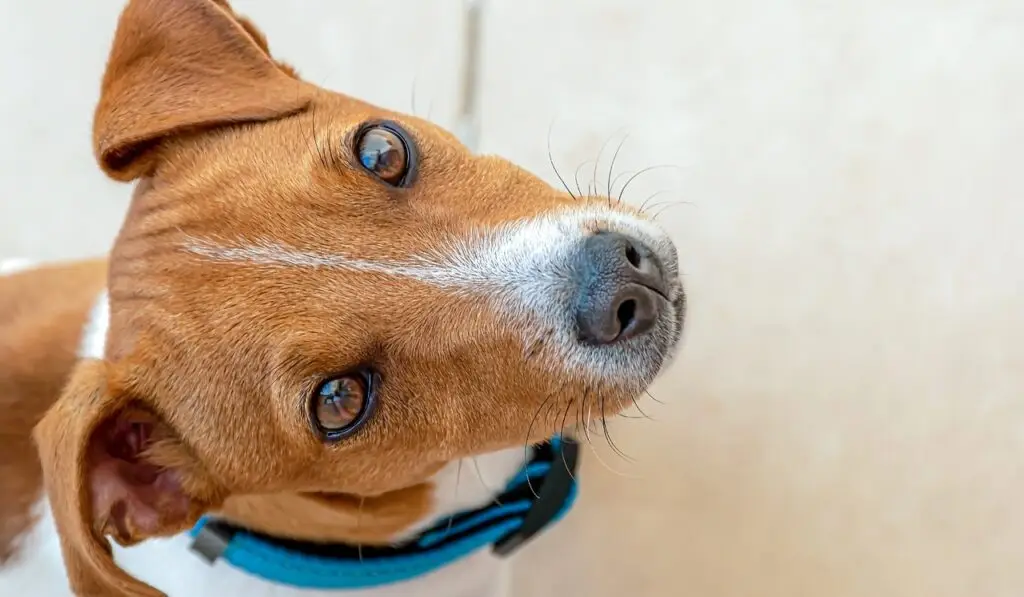 Brown and White Jack Russell Dog Looking Up at Camera