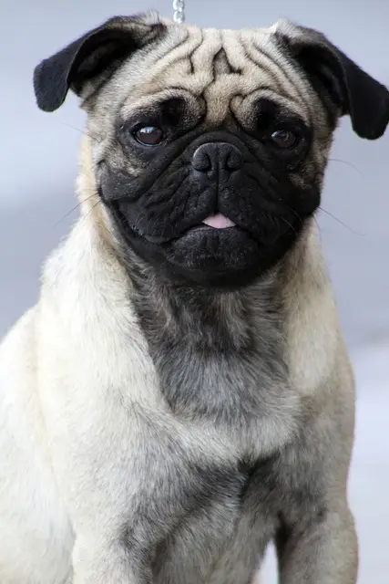 Two white paw prints on a transparent background.