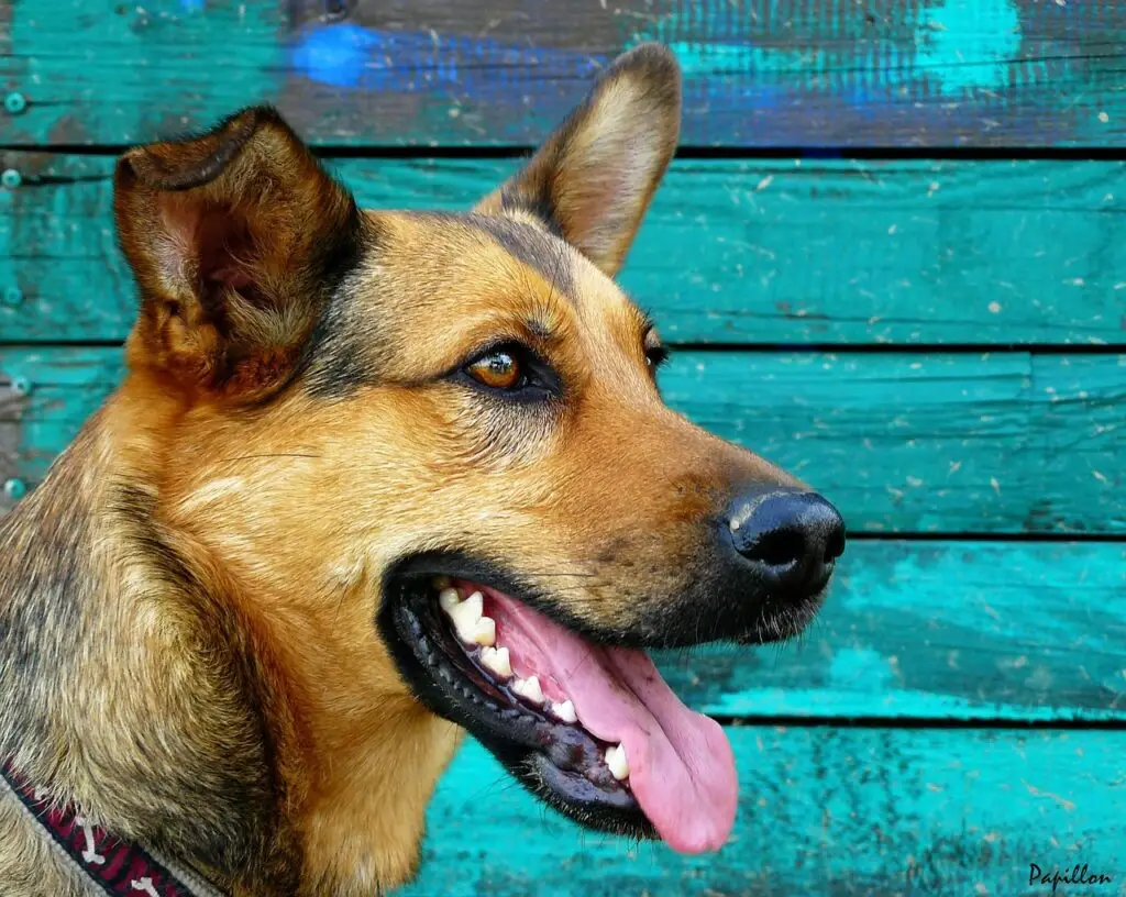 Two white paw prints on a transparent background.