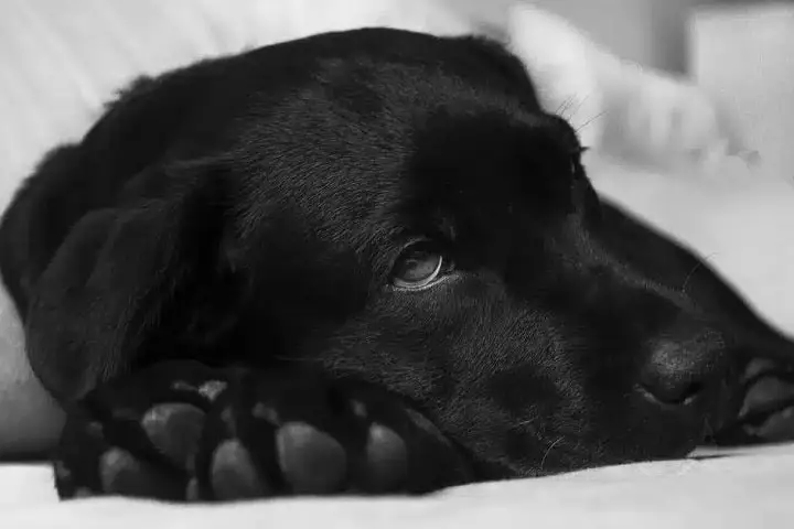 Close-up of a black dog resting with soulful eyes.