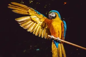 A Beautiful Parrot Sitting on a Perch Stretching Out One Wing