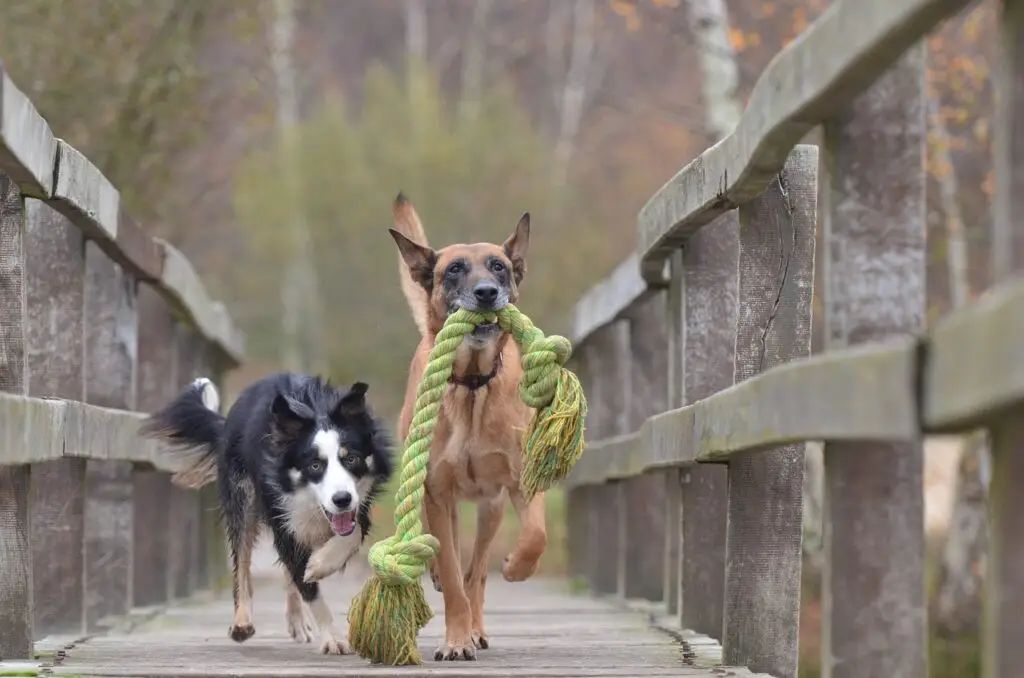 Two dogs playing and running across a wooden bridge