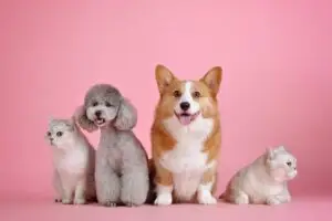 Group of dogs and cats against a pink background