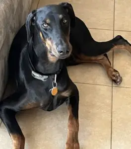 Black Doberman with tan markings on tile