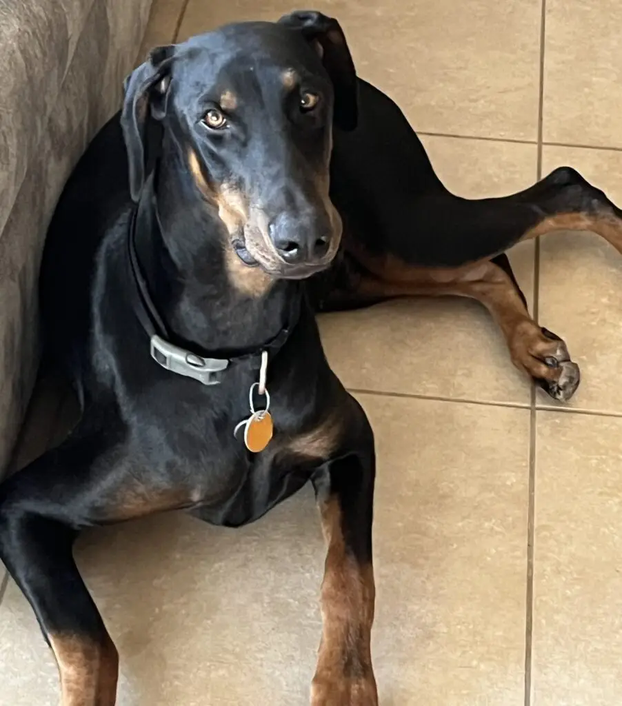 Black Doberman with tan markings on tile
