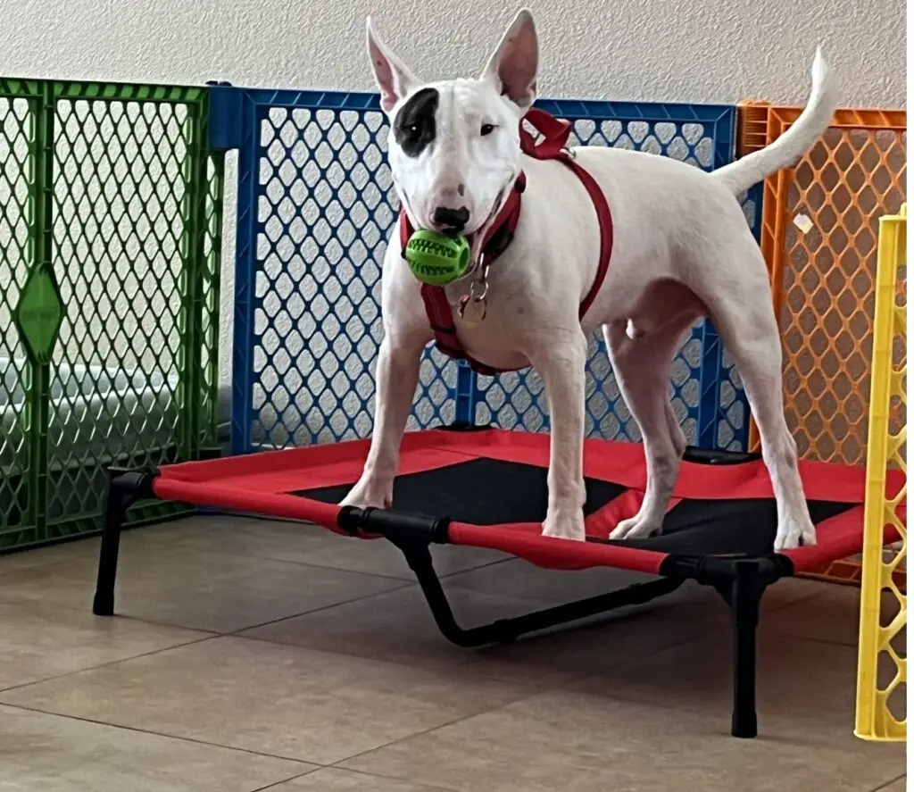 Thor standing on an elevated dog bed with a ball in his mouth ready to play!