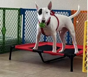 Thor standing on an elevated dog bed with a ball in his mouth ready to play!