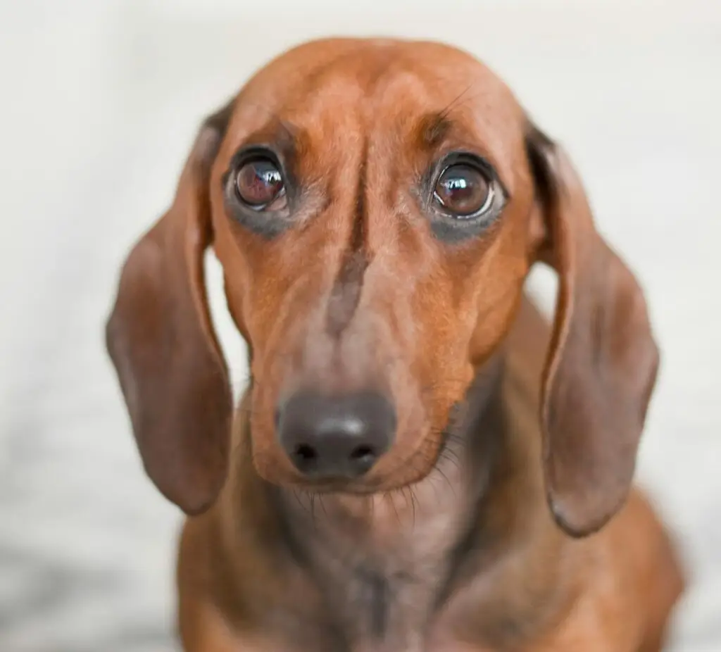 Brown Dachshund with large sad eyes