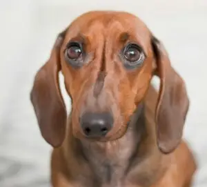 Brown Dachshund with large sad eyes