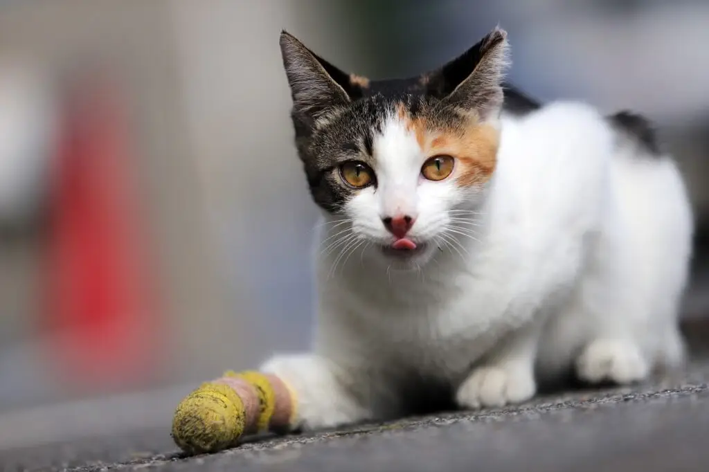 Injured Cat with Bandaged front paw