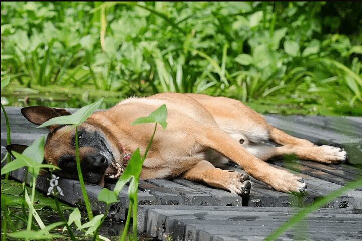 Large Malinois Dog Laying on the ground panting