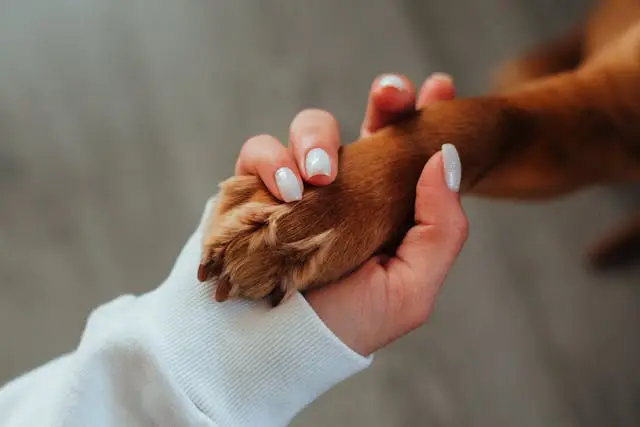 Two white paw prints on a transparent background.