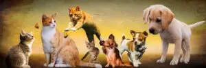 Banner of various dogs and cats, puppies and kittens