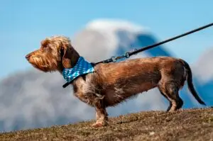 Brown, short-legged dog on a long leash