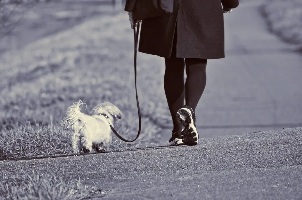 Woman Walking a Small White Dog on a Loose Leash by her side