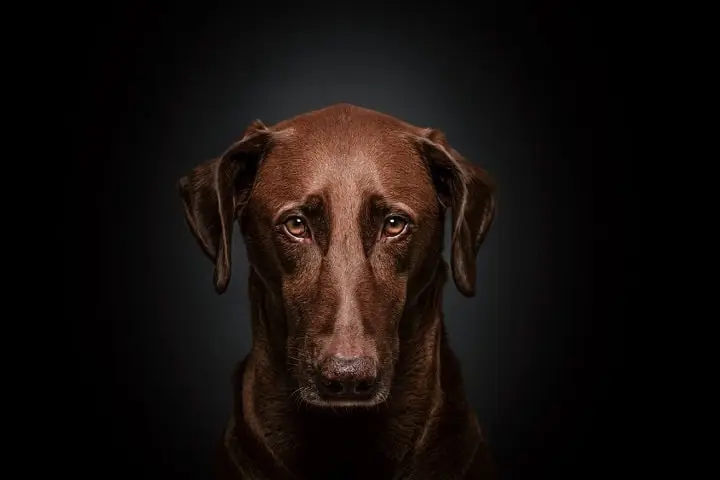 Close-up of a chocolate labrador with golden eyes against a black background