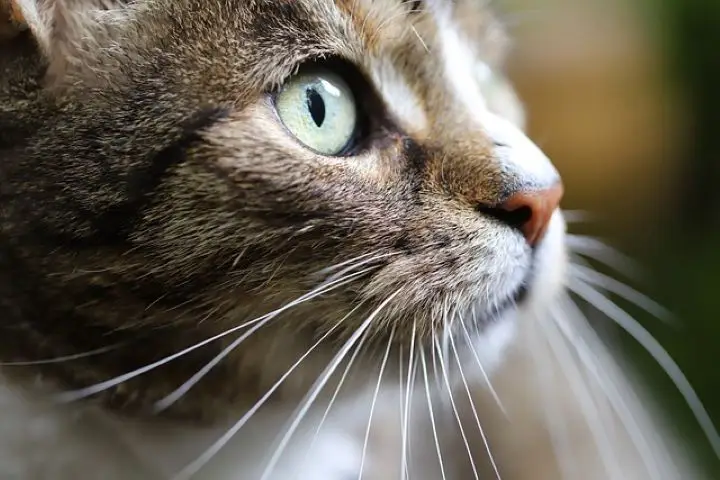 A close-up image of a cat's whiskers