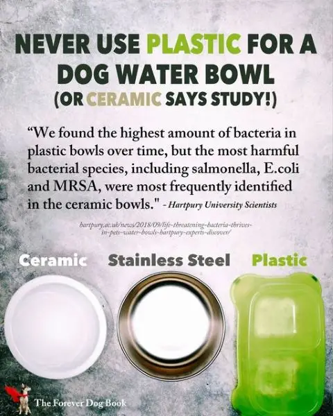 Infographic about dog bowls