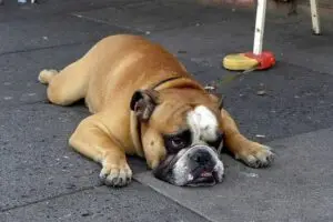 An English Bulldog splooting on the pavement outside