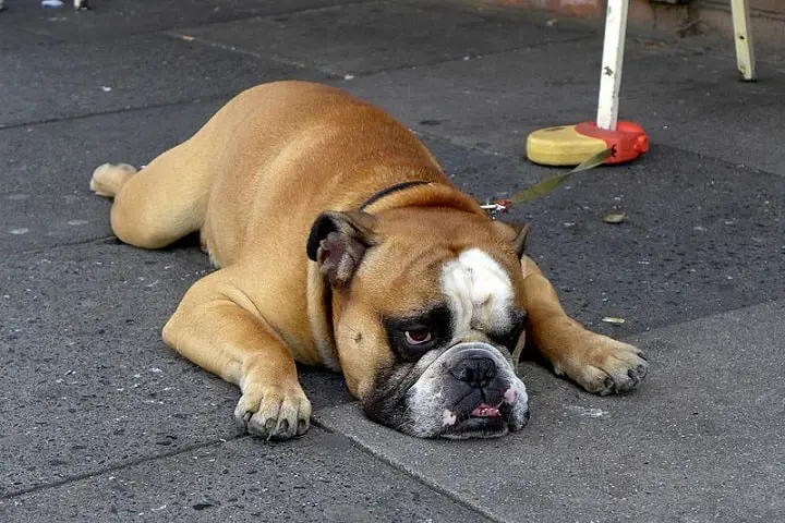 An English Bulldog splooting on the pavement outside