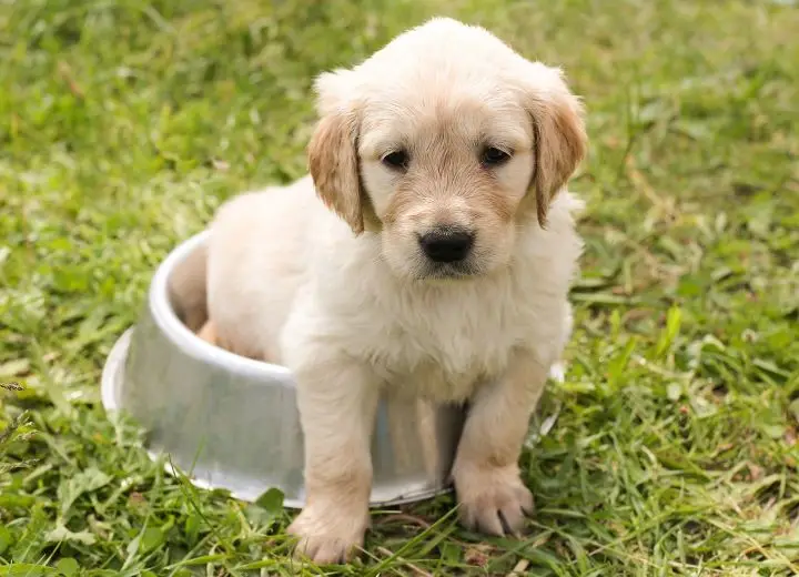 Golden Retriever Puppy Sitting in a Metal Dog Dish on the Grass