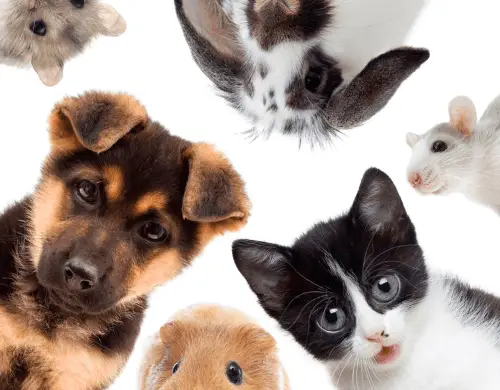 Fun Pet Photos