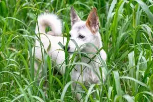 Medium sized white dog standing in tall grasses