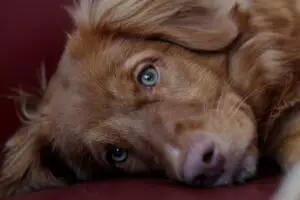 Brown puppy with green eyes laying down looking directly into the camera