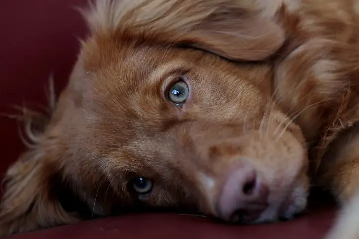 Brown puppy with green eyes laying down looking directly into the camera