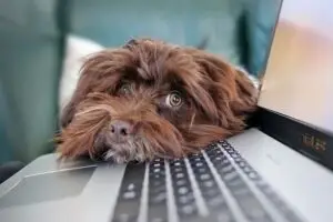 Fluffy Brown Dog Laying His Head on a Laptop