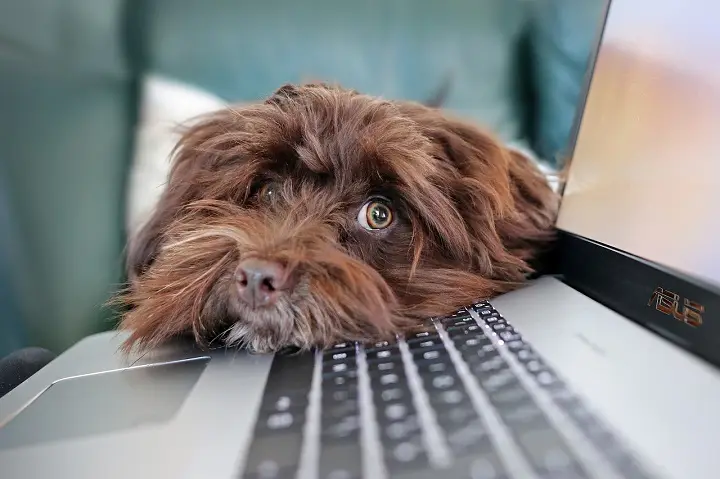 Fluffy Brown Dog Laying His Head on a Laptop