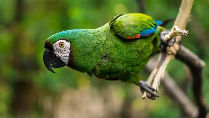 Colorful green parrot leaning off a branch
