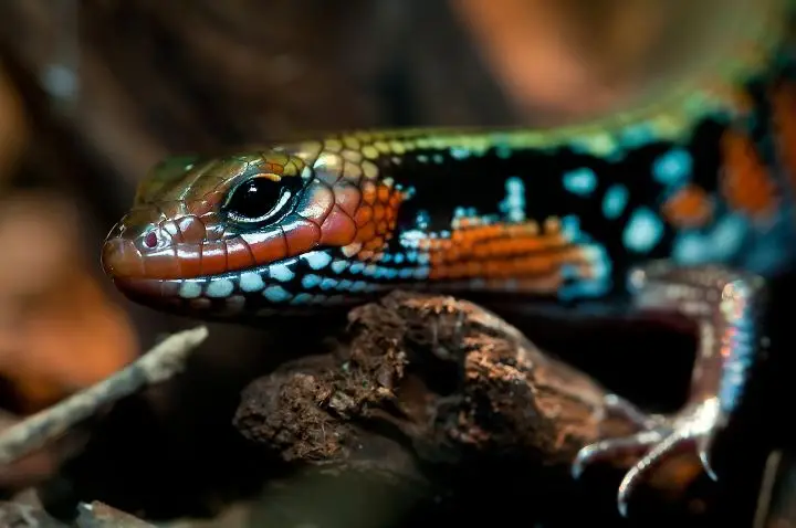 Colorful Reptile Laying on a Piece of Wood