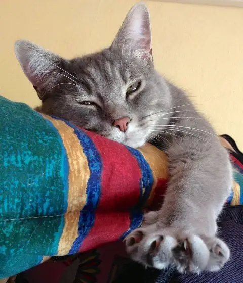 A gray cat stretched out on the back of a couch