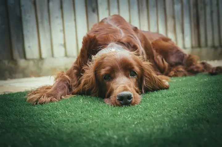 Irish Setter laying on grass in a fenced yard looking directly into the camera