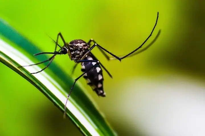 Close-up of a mosquito on a green leaf against a green background