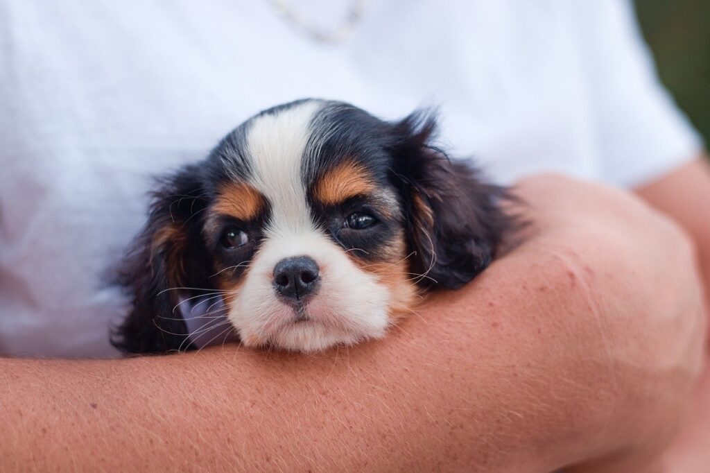 A small Cavalier Spaniel puppy being held in a person's arms