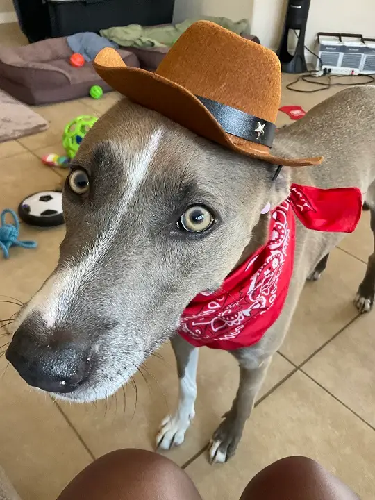 Light brown dog with golden eyes, wearing a cowboy hat and bandana, look up at the camera