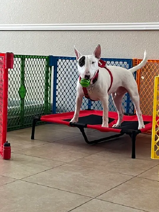 A medium white dog with one black eye patch playing with a toy