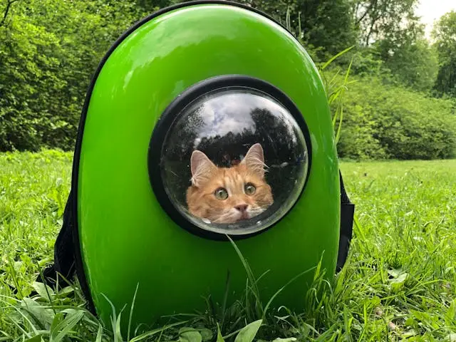 An orange tabby cat in a green pet carrier