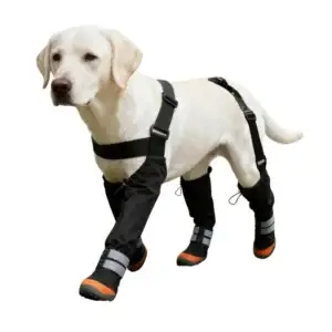 Cream Labrador wearing black boots and harness