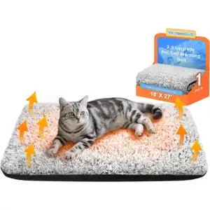 Gray tabby cat on heated pet bed
