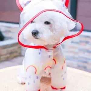 Fluffy white dog in clear raincoat