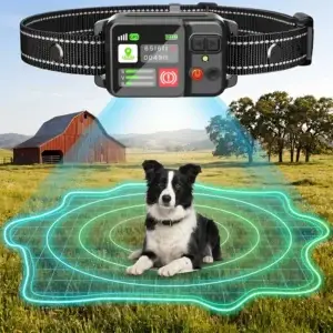 Dog with GPS tracking collar and geofence