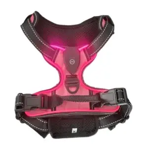 Pink LED dog harness with black straps